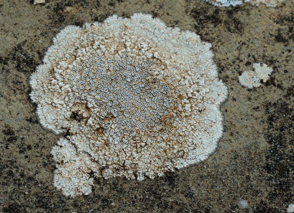 lichene crostoso